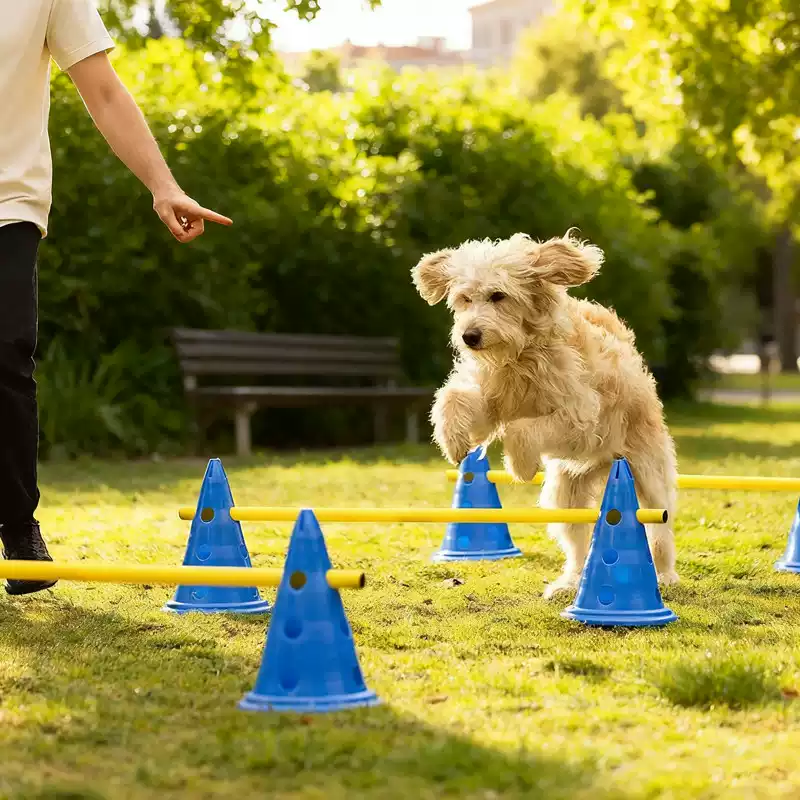 30CM犬用アジリティ障害物セット、ジャンプハードル、コーン - Agility Hurdle Set のレビューと価格